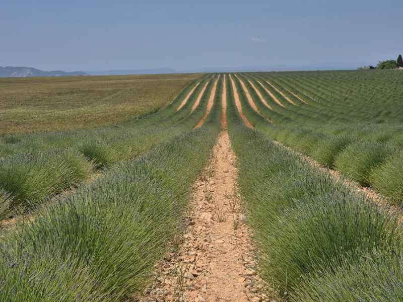 Valensole polje lavande