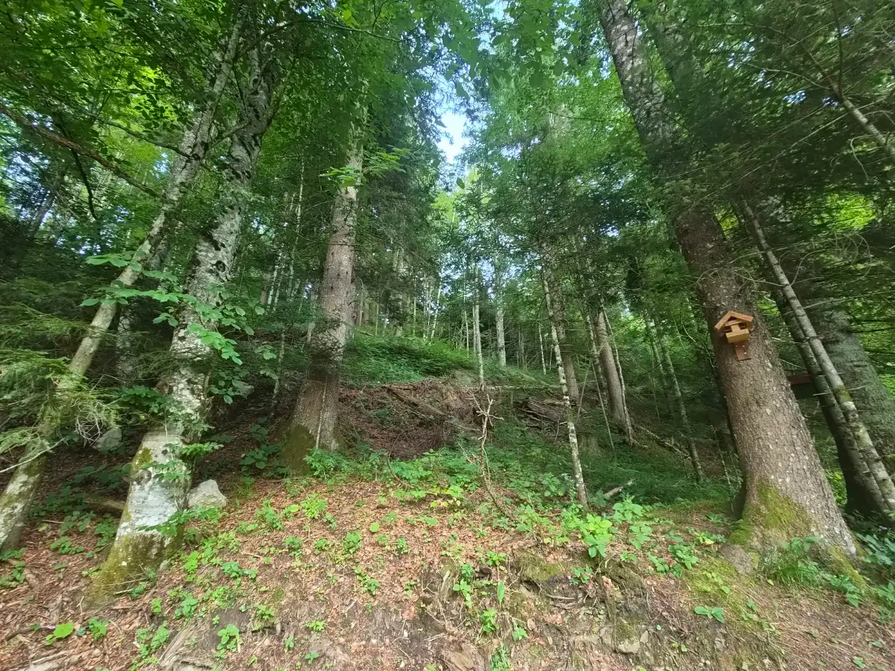 Gorski kotar stoljetna stabla