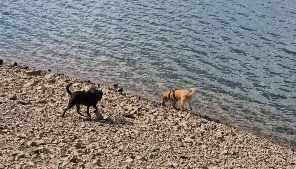 Kupanje na Lokvarskom jezeru sa psima